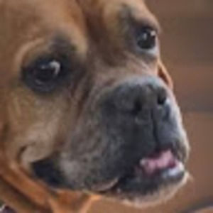 Meet your Posher, Sadie